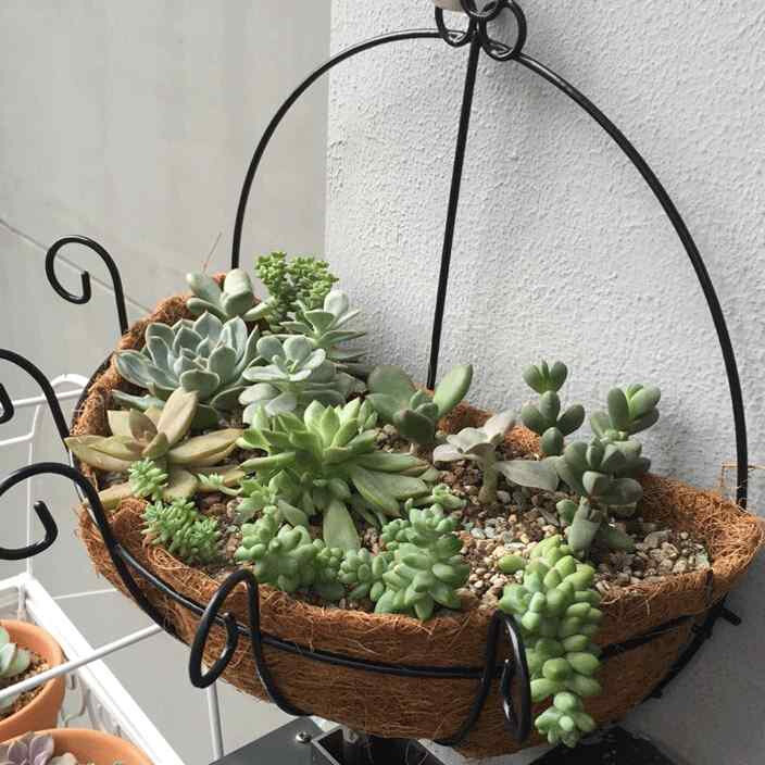 阳台壁挂半壁花篮种花花菜铁艺椰棕花盆盆吊盆花篮