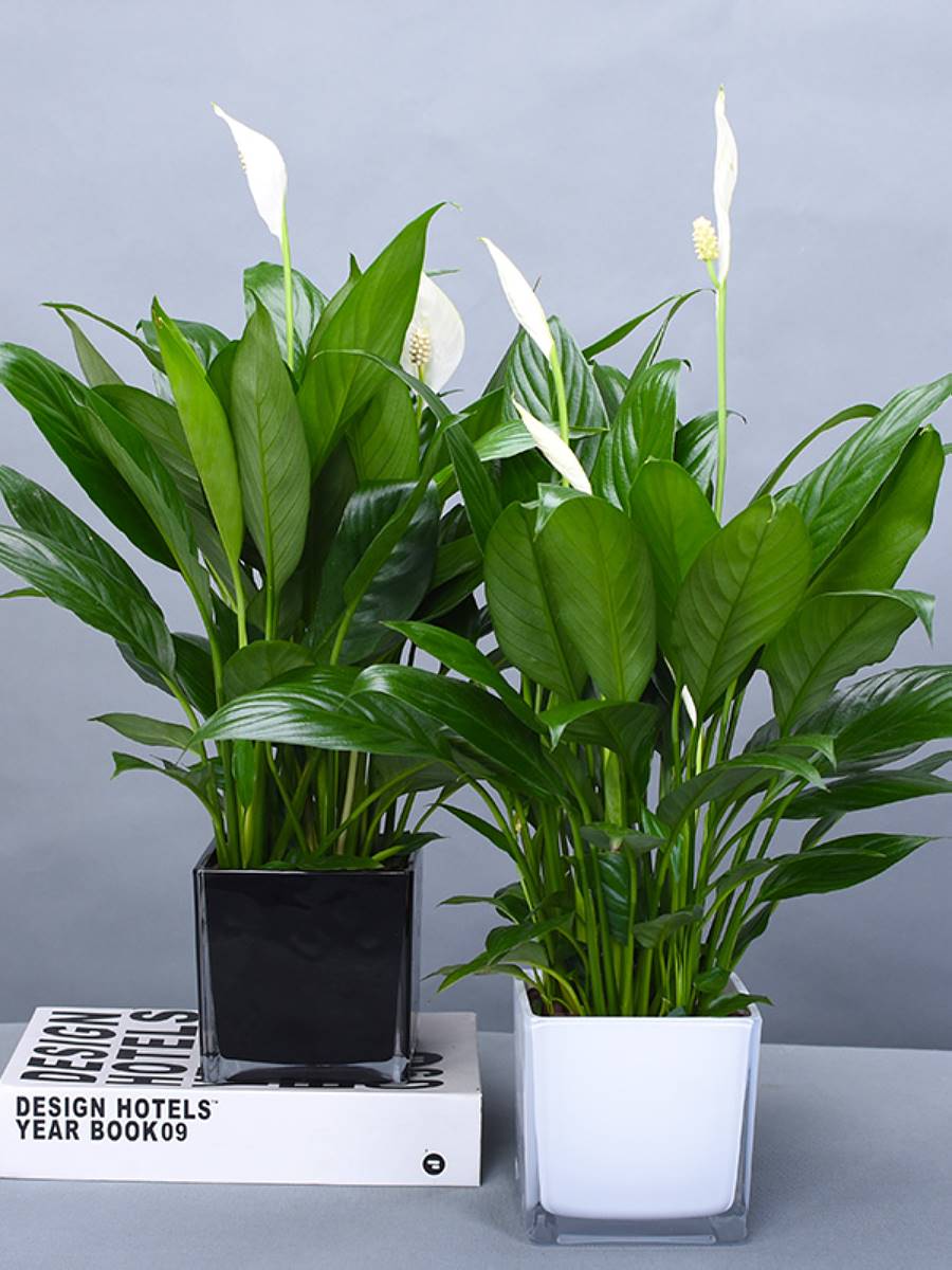 白掌一帆风顺盆栽植物室内客厅水养桌面净化空气玻璃花瓶水培花.