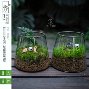 植然空间|微景观生态瓶苔藓摆件植物创意小盆景桌面办公桌绿植