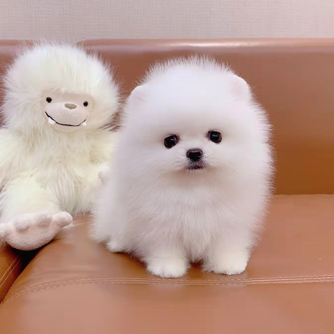 无偿领养茶杯犬纯种博美幼犬长不大小型网红迷你俊介犬活体宠物狗