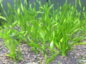 小水兰水草包邮图片