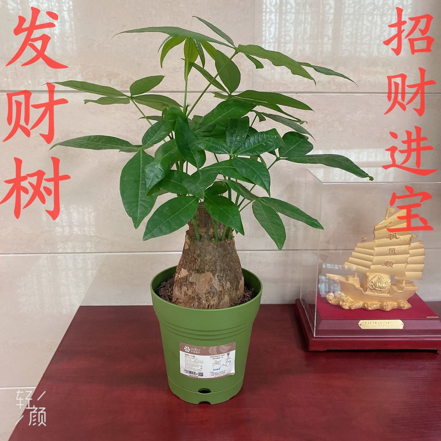 适合客厅摆放的绿植发财树发财树盆栽小盆景苗大植物花盆z室内客