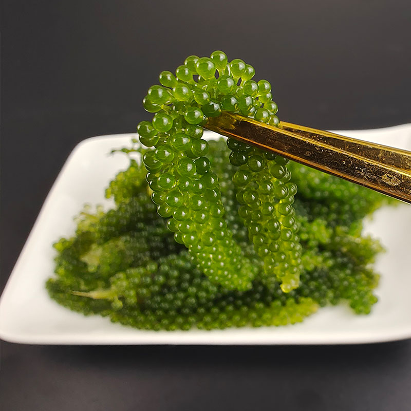 网红盐渍海葡萄新鲜海洋海洋蔬菜植物界的鱼子酱海藻可即食100g|msdalam kategori daging perikanan/Buah-buahan segar dan sayur-sayuran/dimasak, makanan laut/produk akuatik/produk, alga, 海葡萄 - dari Buy2taobao.com untuk memberikan perkhidmatan ejen Taobao profesional membeli