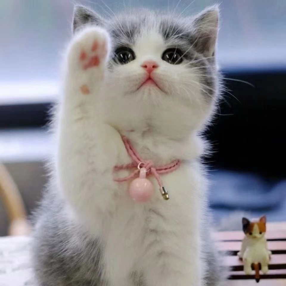 纯种蓝白英短猫活体英短蓝白幼猫矮脚猫血统小猫活体宠物猫咪幼崽