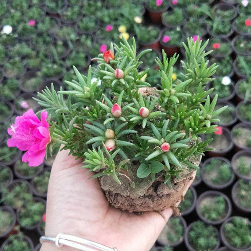 花卉盆栽四季死不了花好养大额优惠券