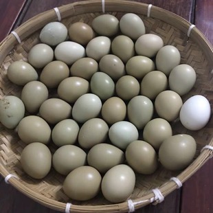 野鸡蛋30枚七彩山鸡蛋正宗农家自养宝宝辅食新鲜笨土鸡蛋一箱包邮
