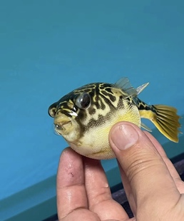 斑马狗头河豚鱼鱼苗热带鱼观赏鱼淡水河豚凶猛鱼好养耐活皇冠狗头