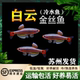 白云金丝鱼小型冷水鱼灯科鱼原生鱼观赏鱼唐鱼不加温不打氧小型鱼