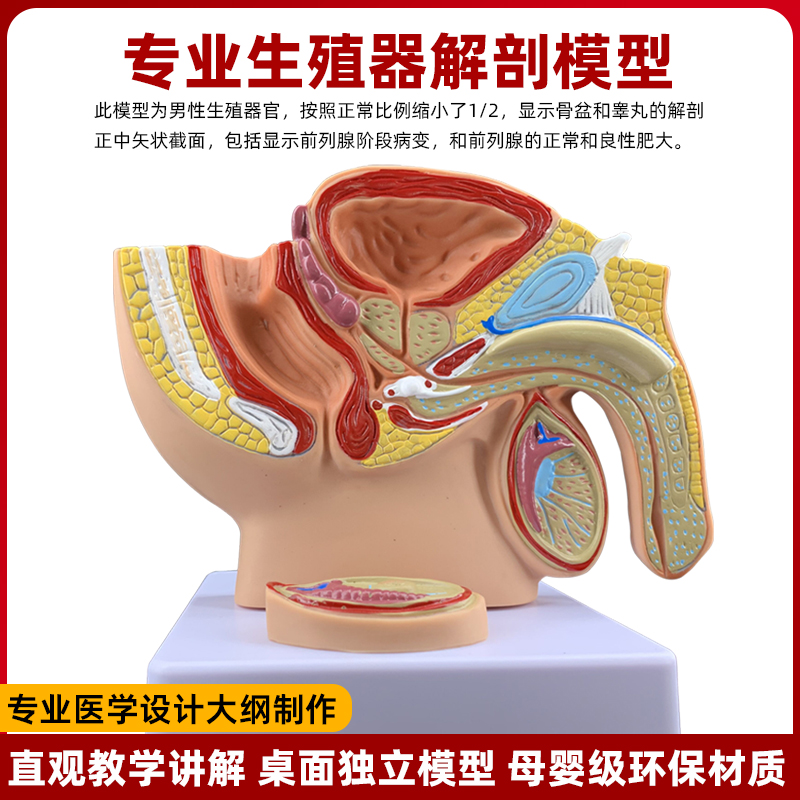 仿真男女性盆腔矢状结构模型前列腺生