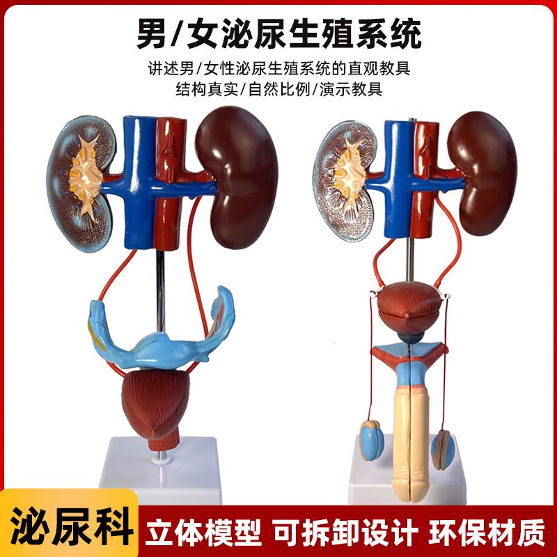 人体泌尿生殖系统模型肾脏解剖膀胱输