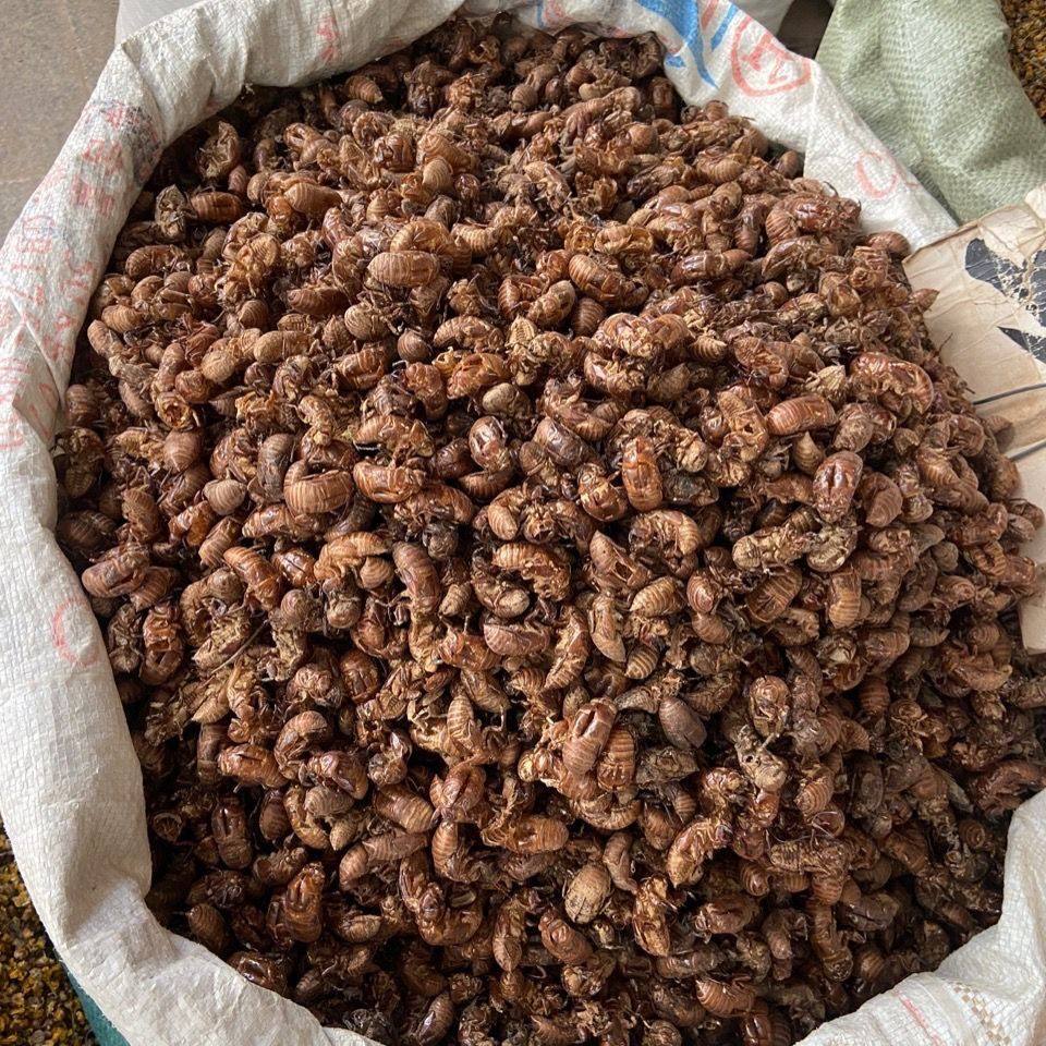 毛猴云南蝉衣大别山蝉蜕中药材 正品粉蝉蝉壳禅衣无硫蜕壳无泥