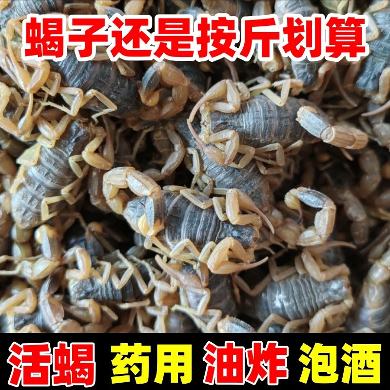 蝎子活体沂蒙山十足活蝎子食用全蝎活虫宠物泡酒药用油炸入药煲汤