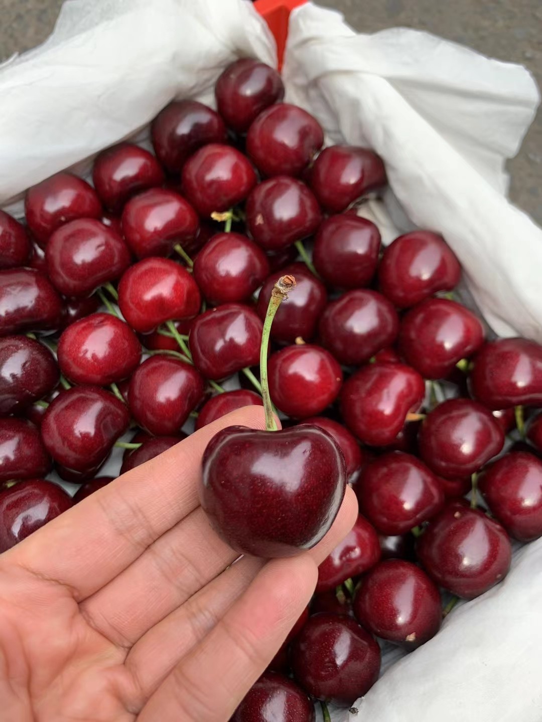 3山东省中国j新鲜当季整箱包邮山东烟台大樱桃10斤装5国产非智利