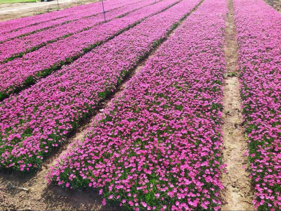 欧石竹四季开花的草坪花庭院室外花卉植物耐寒耐热好养绿植