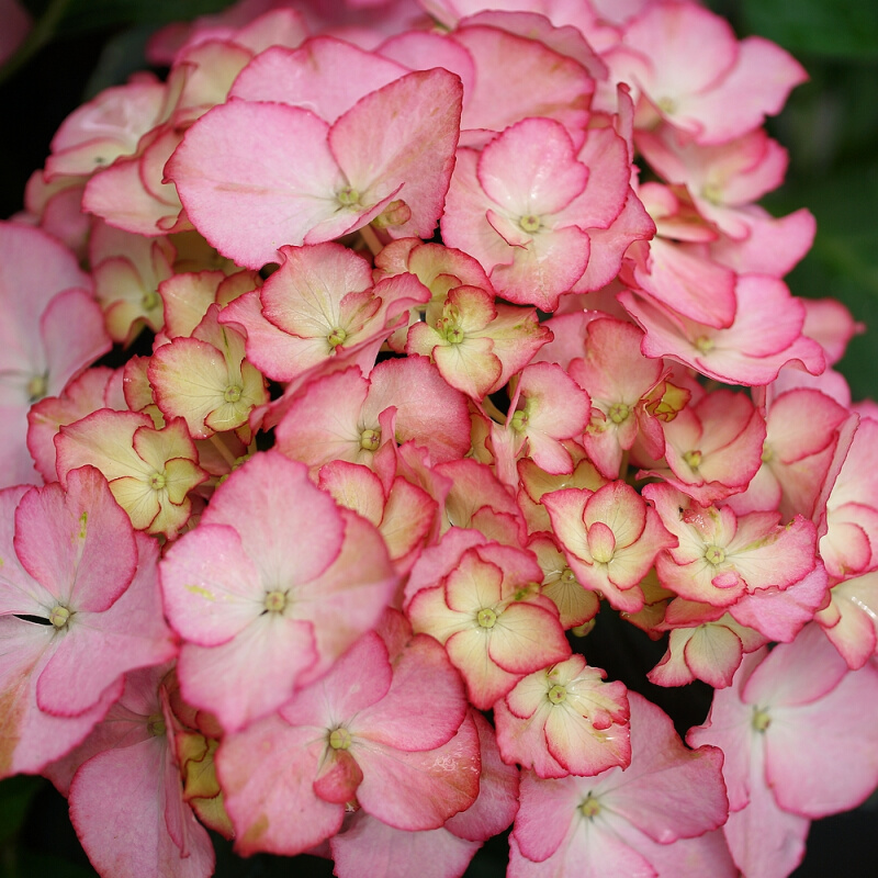 简影花园 阿杜拉 老枝开花大花绣球八仙花多年生庭院楼顶阳台绿植