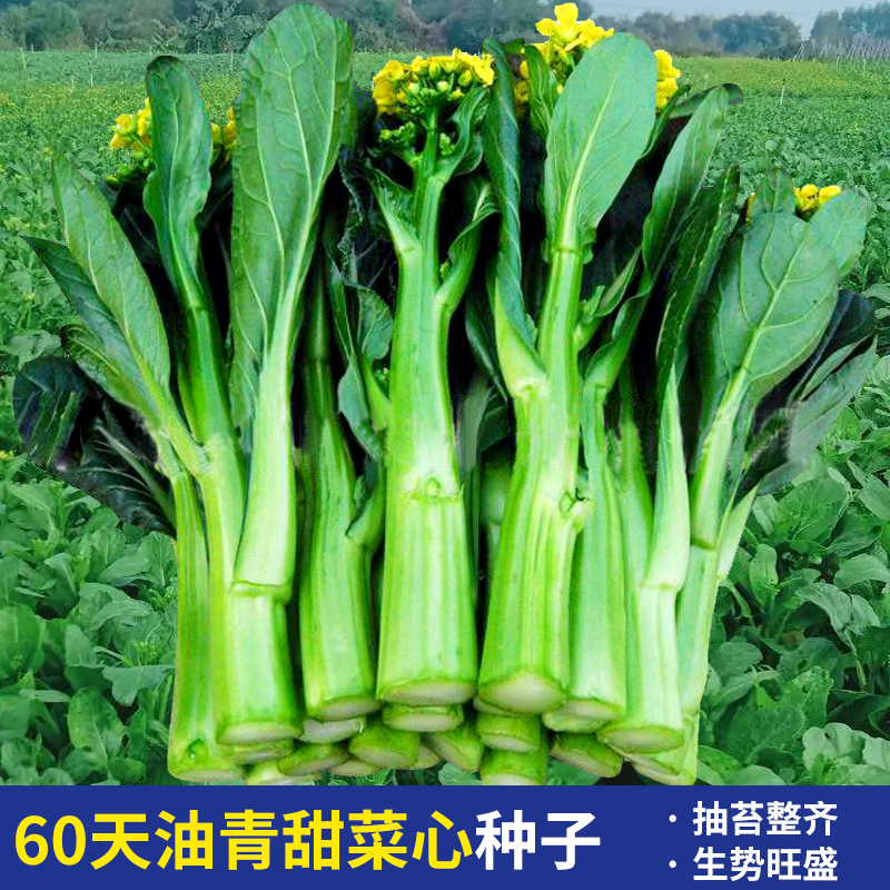 60天油青甜菜心种子阳台盆栽夏秋四季播种种籽菜心菜苔农家蔬菜孑