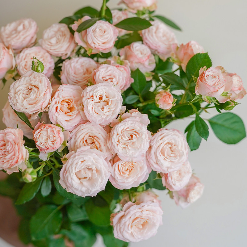 顺丰如意花卉邦巴斯提克粉色多头玫瑰花鲜切花束基地直发批发同城