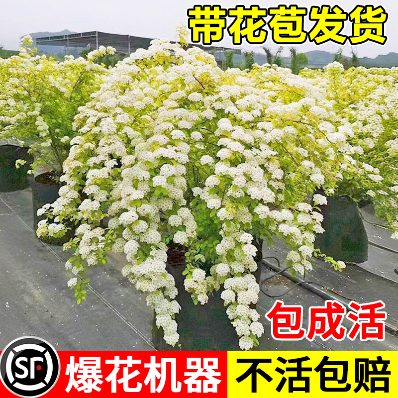 黄金喷泉绣线菊盆栽绿植花卉重瓣绣线菊喷泉喷雪花樱花耐寒耐冻