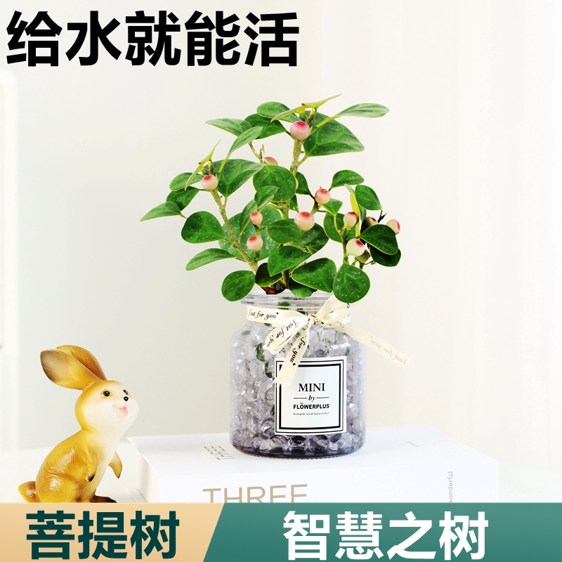 小盼菩提盆栽带果水培植物室内中式禅意摆件桌面绿植四季好养客厅