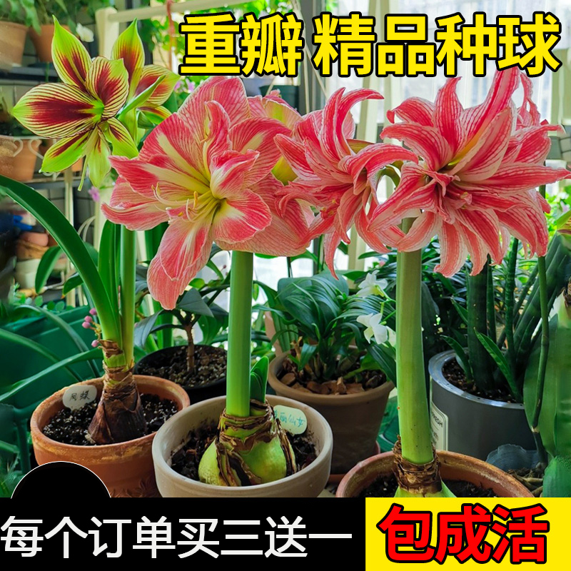 进口朱顶红种球超大特大重瓣盆栽花卉室内外阳台庭院植物四季开花