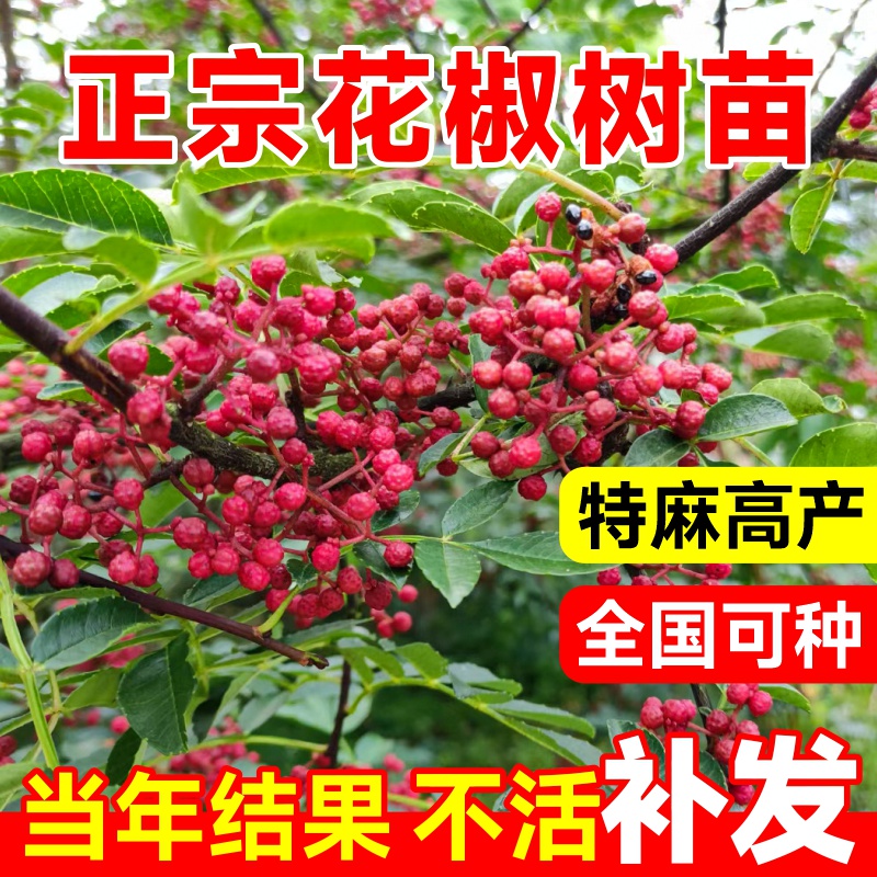 花椒苗树四川汉源大红袍无刺盆栽当年结果四季种植麻椒青花椒大苗