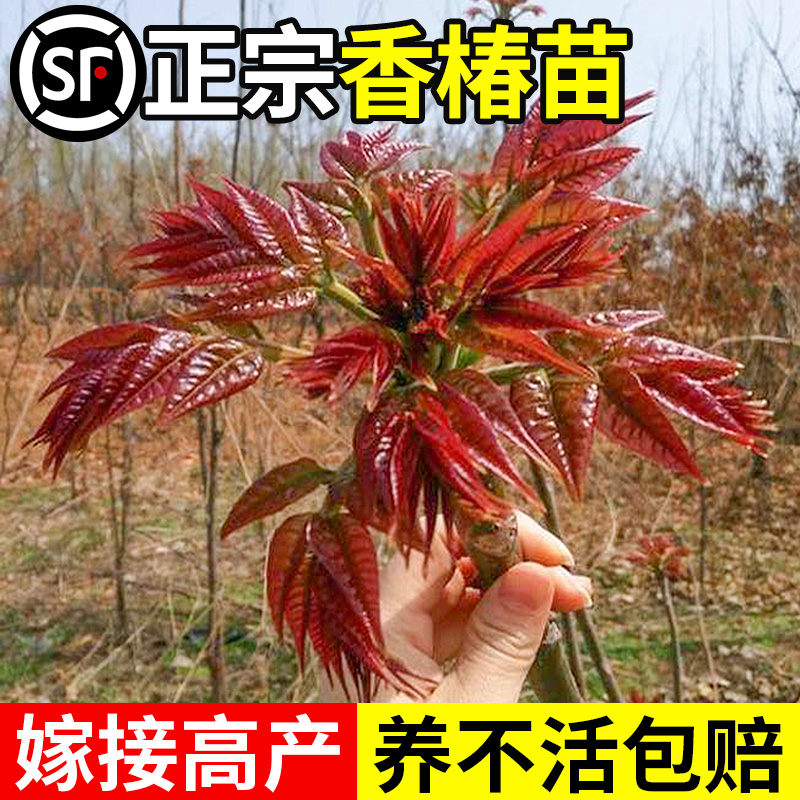 香椿苗红油香椿树苗可食用香春树树苗新鲜盆地栽香春芽树香椿树苖