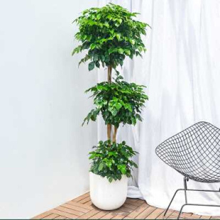 单杆幸福树盆栽室内绿宝树客厅办公室大型绿植造型盆景易活植物.