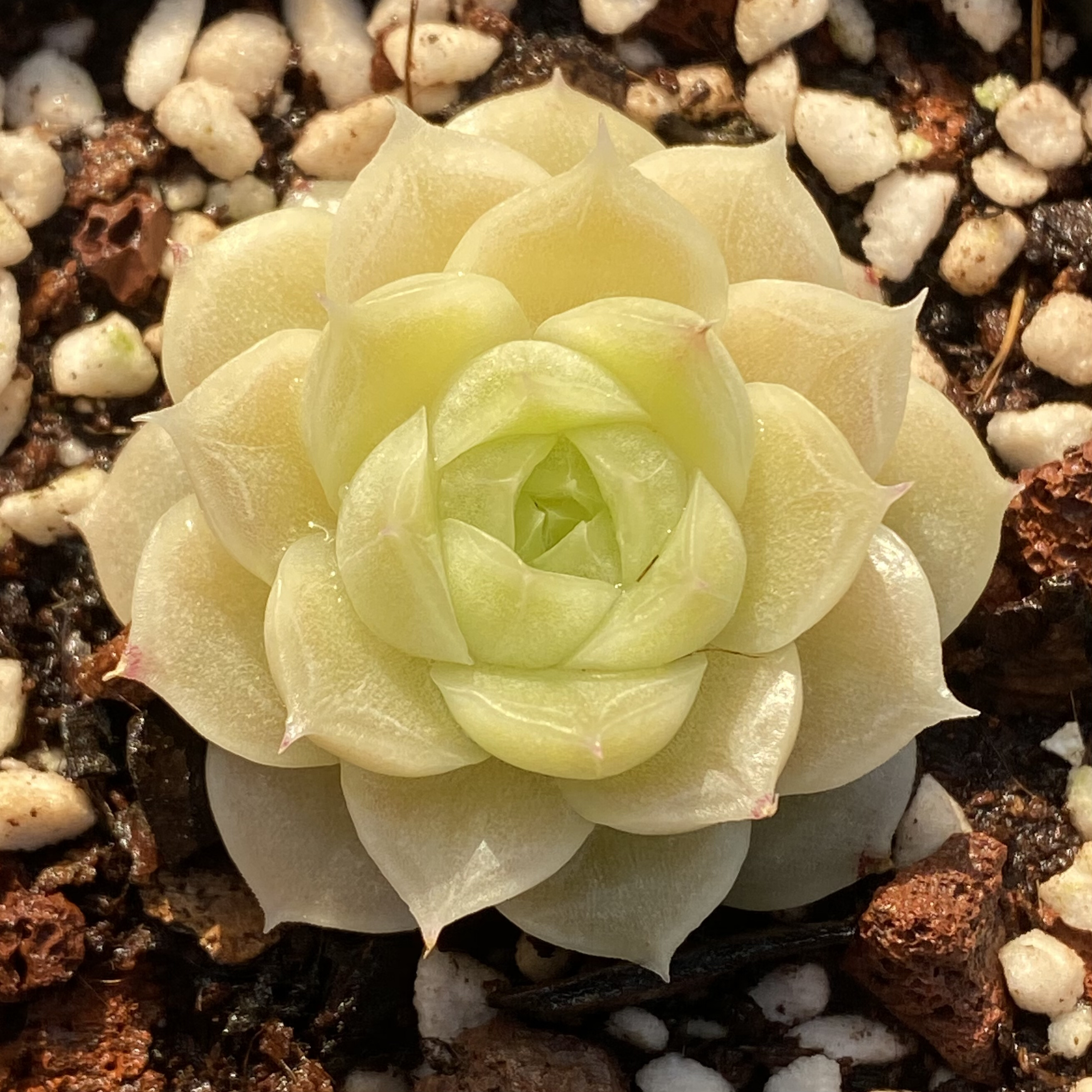 慢悠花房精品多肉0107麦秆女王玫瑰新品杂交多肉植物