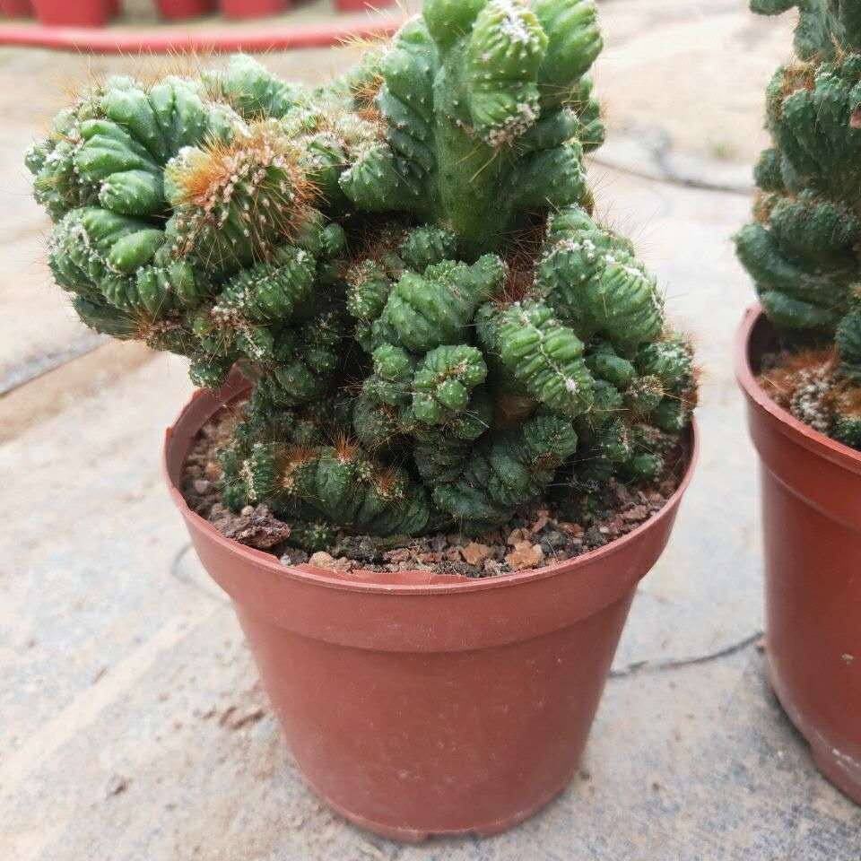 山影植物泰国仙人掌罗汉多肉虎头盆栽花卉多肉植物