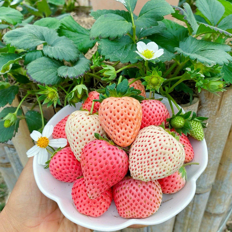 10颗白奶油草莓苗红颜盆栽种籽子带盆土四季结果阳台新秧苗可食用