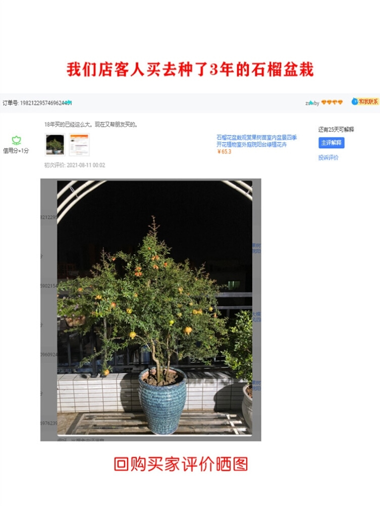 鲜阳室合四开石季养卉盆庭花榴盆适结台苗内花果栽花景可树院好花