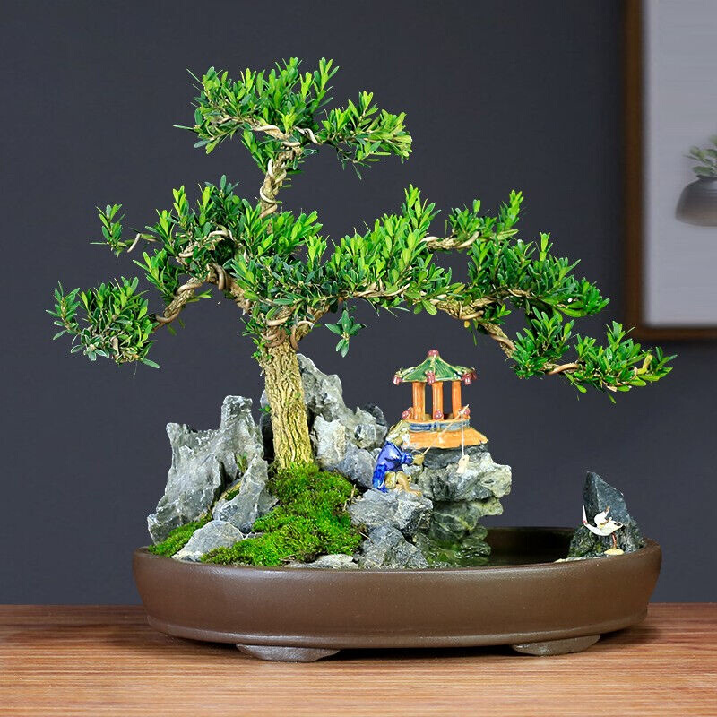 雀舌黄杨室内客厅大型老桩山水假山 券后964元包邮