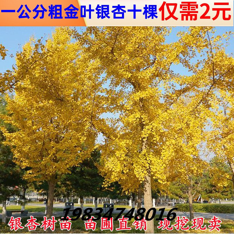 银杏树活苗白果树苗占地拆迁银杏苗小苗庭院绿化植物大树银杏树苗