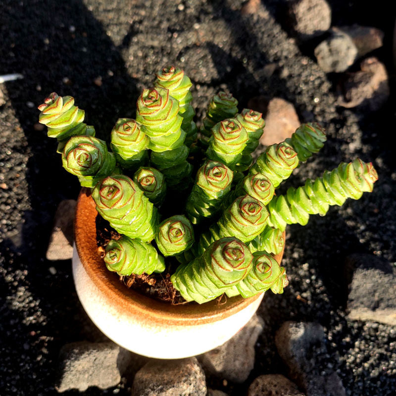 牡丹钱串  钱串子造型品质多肉植物原盆发货