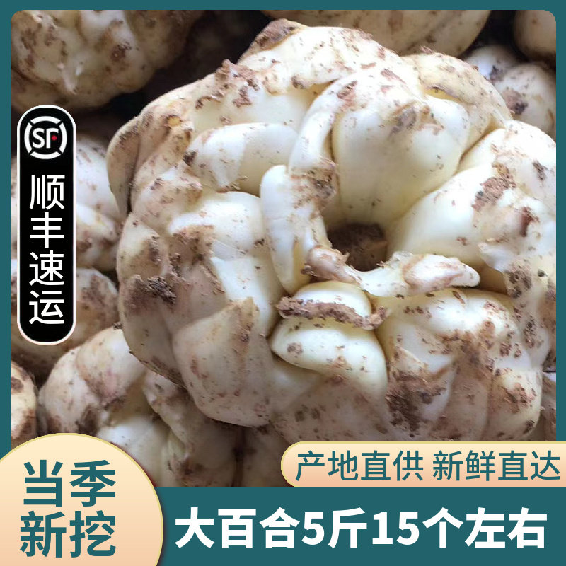 籽5斤包邮农家天然无硫食用功效大百合子已售6002元优惠券新品淘宝