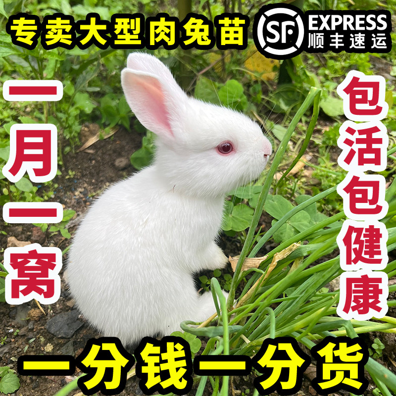 86兔子幼崽一对兔子活物兔苗家养小兔子大型肉兔繁殖能力强可长40斤已
