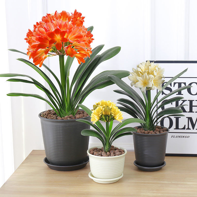 君子兰盆栽带花苞老苗植物室内绿植好养当年开花卉四季常青君子兰