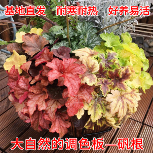 矾根盆栽花苗耐寒耐冻花卉观叶大苗易活四季庭院耐热花苗草本植物