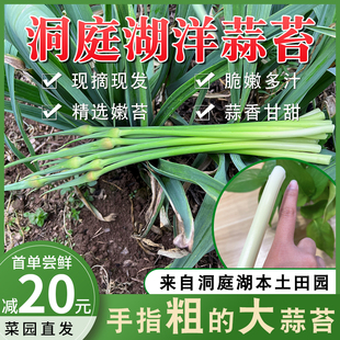 湖南洞庭湖特产大蒜苔新鲜超低价2024新蒜苔5斤嫩蒜苔蒜苗洋蒜苔