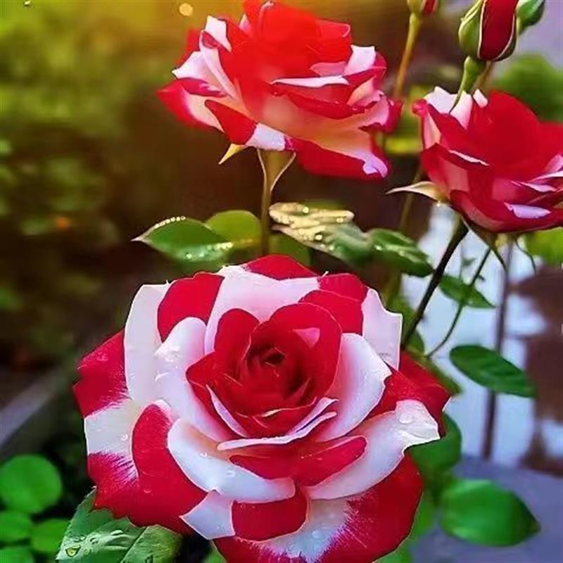 新品稀有月季玫瑰月季花苗四季老桩花吸色效果植物室内外阳台盆栽