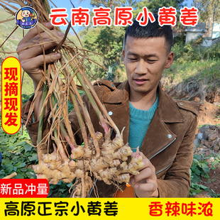 云南小黄姜罗平新鲜生姜老姜正宗现挖高山月子土姜块葱姜蒜调料9