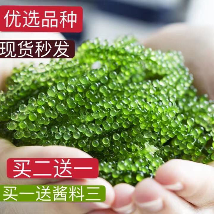 盐渍海葡萄100g新鲜活即食长寿菜