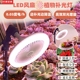 植物补光灯 室内全光谱仿太阳光多肉专用补光灯LED风扇花卉生长灯