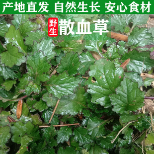 新鲜散血草中草药材白毛夏枯草地胆草龙胆草风轮菜筋骨草散血丹