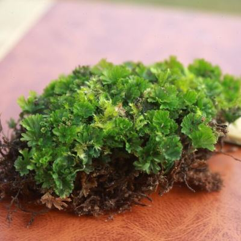 迷你蕨类植物团扇热带雨林水草缸造景假山石绿化室内常青微景观墙