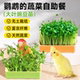 鹦鹉豌豆苗小太阳牡丹鸟食用草玄凤虎皮天然啃咬玩具解闷自嗨蔬菜