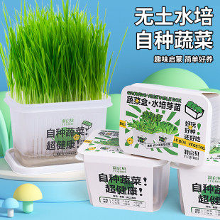 儿童种植小盆栽幼儿园学生观察水培diy 农场创意迷你植物观察生长