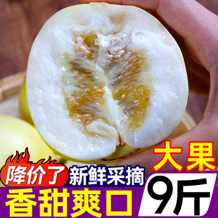山东郁金白香瓜9新鲜水果小蜜蜂甜瓜蜜瓜蜜罐网纹哈密瓜应季整箱