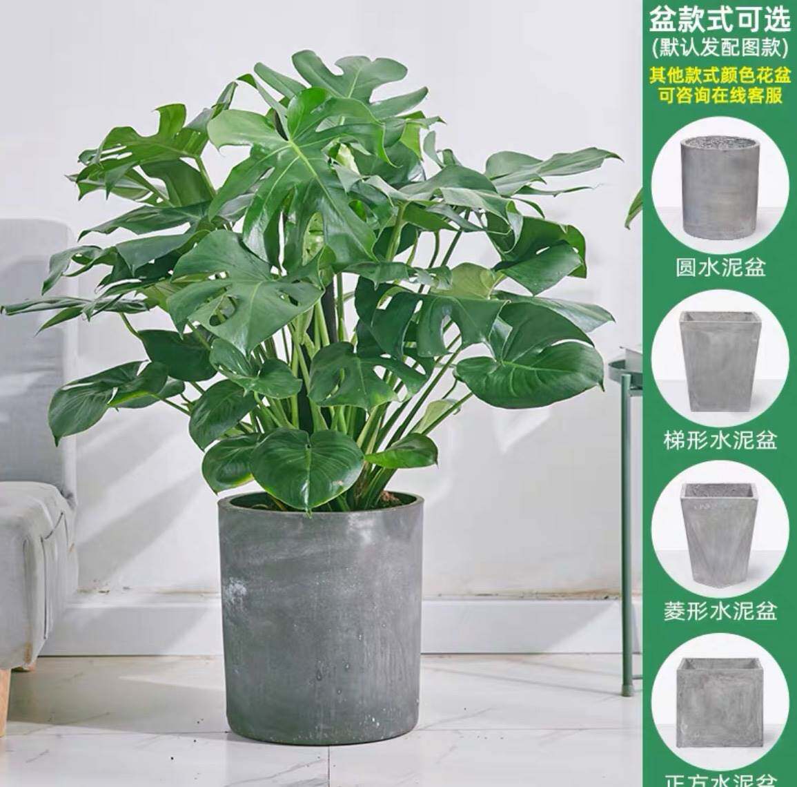 净化空气的室内植物(净化空气的室内植物有哪些)