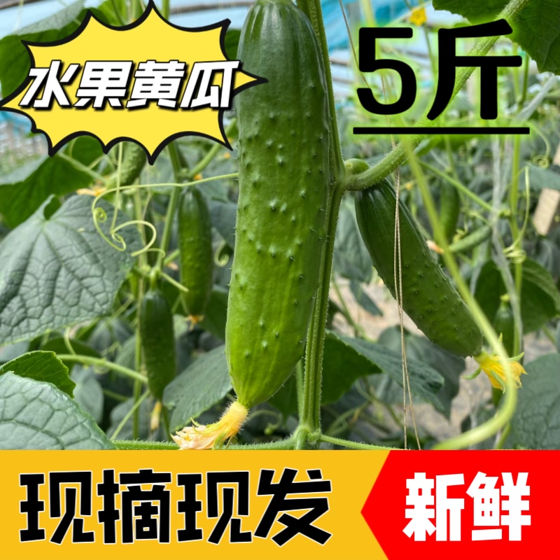 新鲜现摘现发山东水果黄瓜蔬菜脆嫩5